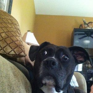 Meet your Posher, Sam